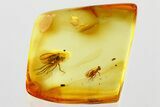 Two Detailed Fossil Flies (Dolichopodidae) in Baltic Amber #372568-1